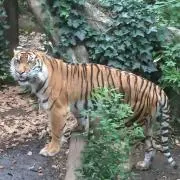 スコフィールド