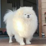 地を這う芋けんぴ（プロフ必読）の画像