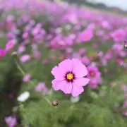 YUI☆shop ✨️SALE開催中