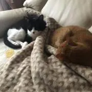 はいんどの画像