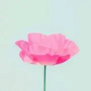 Noirの画像