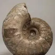 Barnesの画像