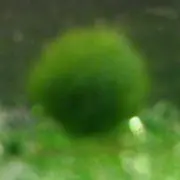 LiAlaの画像