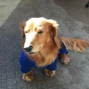 ミュウルンの画像