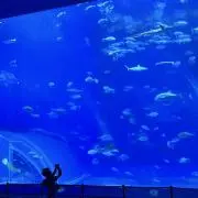 Bell【24時間以内匿名発送致します】の画像