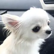 sachi