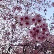 mym　即購入OKの画像
