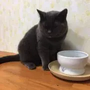 ポコちゃんの画像