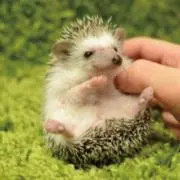 まりも