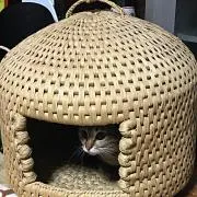 みゆスケの画像