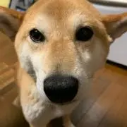 スティング