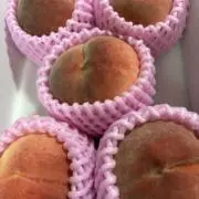 くまの画像