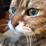 ぱぴこんの画像