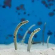 さいとーの画像