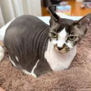 フチの画像
