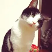 RABELの画像