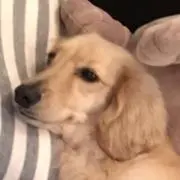 豆