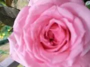ウサギの画像