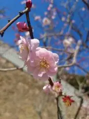 ♡sakura♡の画像