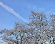sakadenの画像
