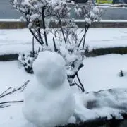 ヒナの画像
