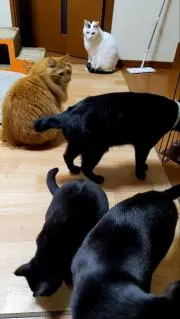 とんちん