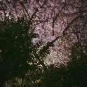 トッティ