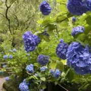 紫陽花の画像