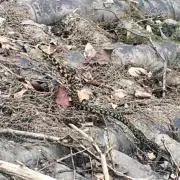 natoooo