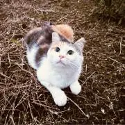 yokomckieの画像