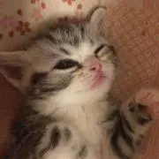 ラブモモの画像