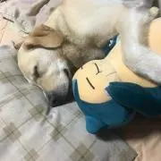 とまとーま(基本平日発送のみ)