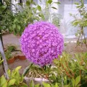 花の画像
