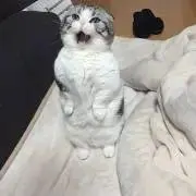 ラッコ