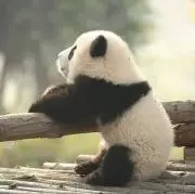 にゃーこの画像