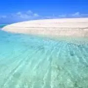 らぽぽの画像