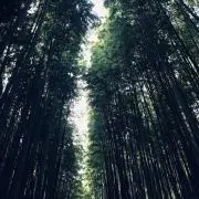 fの画像
