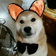 SHIBA❤プロフ確認後購入可能