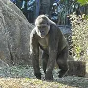 ゴリゴリの画像