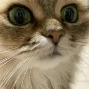 にゃろぴの画像