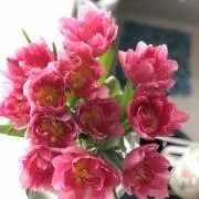 ふくろうの画像