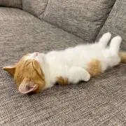 ねこ