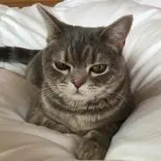 トモの画像