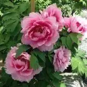 yuriの画像