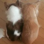 ☆らぶりん☆