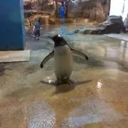 りぼけろの画像