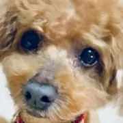 いのきん