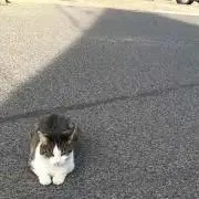 にかの画像