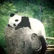 kaminの画像
