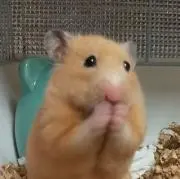 むーちゃんの画像